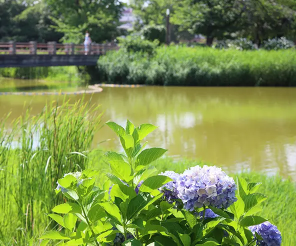 万代池公園