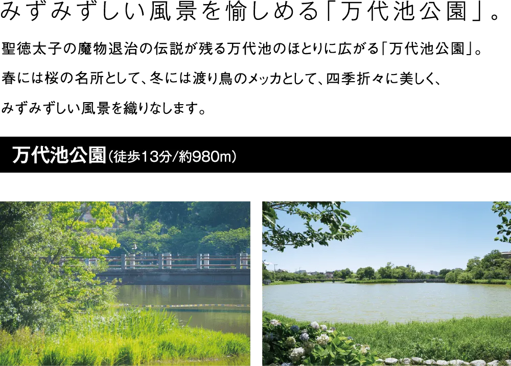 みずみずしい風景を愉しめる「万代池公園」。聖徳太子の魔物退治の伝説が残る万代池のほとりに広がる「万代池公園」。春には桜の名所として、冬には渡り鳥のメッカとして、四季折々に美しく、みずみずしい風景を織りなします。万代池公園（徒歩13分/約980m）