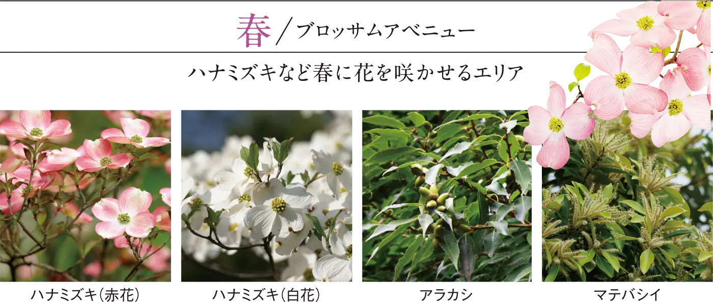 春/ブロッサムアベニュー