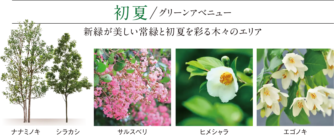 初夏/グリーンアベニュー