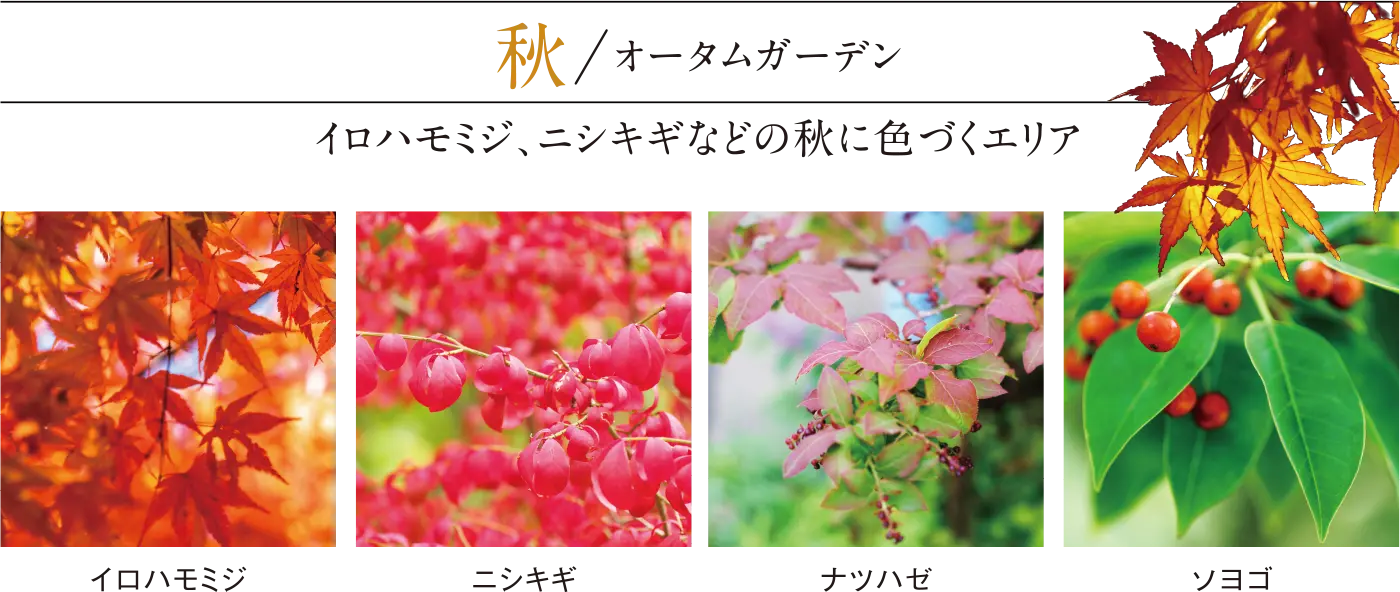 秋/オータムガーデン